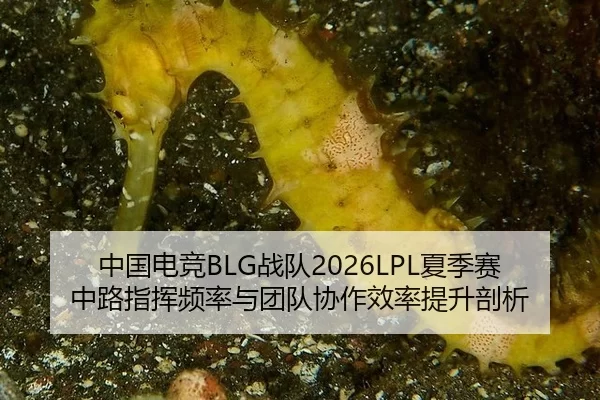 中国电竞BLG战队2026LPL夏季赛中路指挥频率与团队协作效率提升剖析